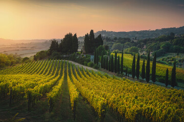 Wall Mural - Maremma landscape. Vineyards at sunset and Casale Marittimo in the background.Tuscany, Italy