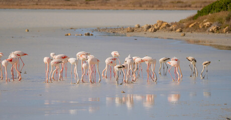 Poster - flock of pink flamingos in their natural environment
