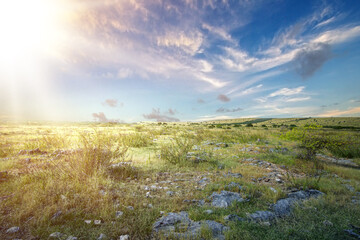 Wall Mural - Meadow field