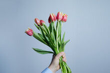 A Mans Hand Holds A Beautiful Bouquet Of Tulips Against A  Blue Background. The Concept Of The Celebration. Women's Day On March 8. Valentine's Day