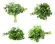 Collage with bunches of cilantro leaves on white background