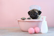 The pug is bathing. The puppy takes water treatments in a pink basin. A cap on dog's head. Pink background. The concept of hygiene in animals.