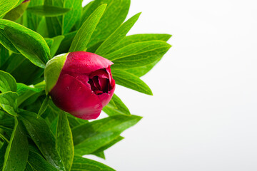 Wall Mural - peony flower bud with water drops