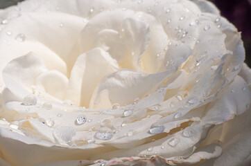  white roses in the garden with raindrops