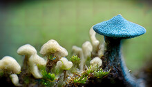 Blue Hat Of Oyster Mushrooms Growing On Green Moss Close Up. Generative Ai