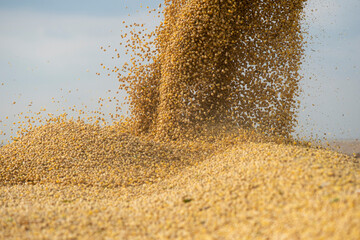 Wall Mural - Pouring soy bean grain