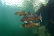 Common Carps Are Swimming In The Dam. Carps In The Shoal.  European Fresh Water. Life In Fresh Water. 