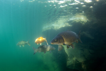 Poster - Common carps are swimming in the dam. Carps in the shoal.  European fresh water. Life in fresh water. 