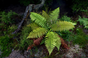A single small tree fern in New Zealand.