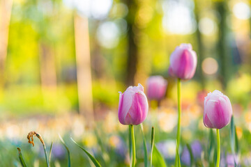 Amazing white red tulip flowers blooming in a tulip field, against the background of blurry tulip flowers in soft sunset light. Relaxing garden nature blooming springtime floral landscape