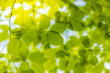 Wall Mural - Green leaves background. Nature of green leaf in garden at summer. Natural green leaves plants using as spring background cover page greenery environment ecology wallpaper