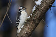woodpecker in a tree during winter
