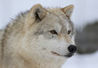 face of wolf in nature during winter