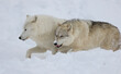 two wolves in snow during winter