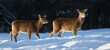 two deers in forest during winter