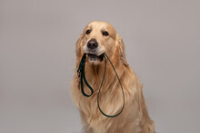 Golden Retriever Dog Sits And Holds A Leash In His Teeth Looking At The Camera Against A White Background