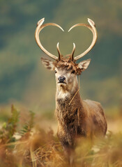 Wall Mural - Red deer stag with heart shaped antlers