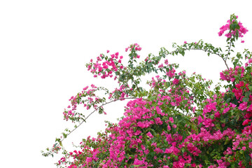 bougainvilleas isolated on white background. 