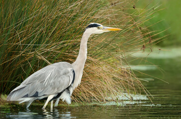 close-up of a grey heron in water