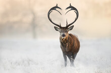 Red Deer Stag With Heart Shaped Antlers In Winter