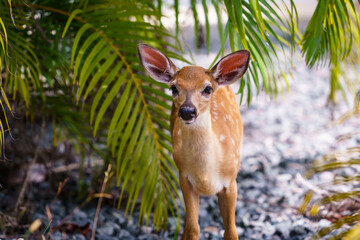 key deer in big pine key, florida keys