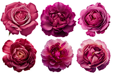 Assorted pink roses on transparent PNG background. Flatlay top view of rose flowers. Floral graphic resources. Created with Generative AI.