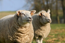 Two Female Flemish Sheep Ewes