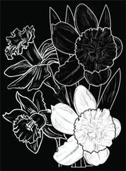 Sticker - four narcissus flowers sketche isolated on black