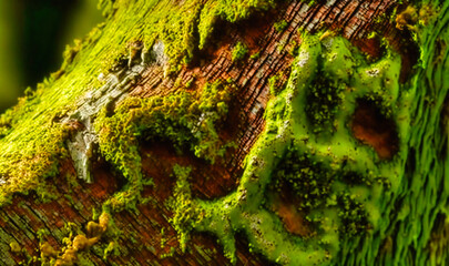 Wall Mural - A patch of moss covering the bark of an old tree, providing a soft and velvety texture