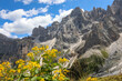 flowers of Arnica Montana and the background of the Dolomites Alps in northern Italy in summer