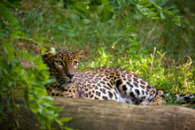 Ceylon Leopard Female Resting At The Sunset In Yala National Park. Sri Lankan Leopard Hidden From Behind Tree Trunk And Tree Leaves In Evening Sun. Big Cat From Wild Sri Lanka. Panthera Pardus Kotiya