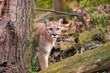 Mountain lion female watching prey in dense forest of Glacier National Park. North American cougar in wilderness of Rocky Mountains hides behind a tree at Northwestern Montana. Puma concolor couguar