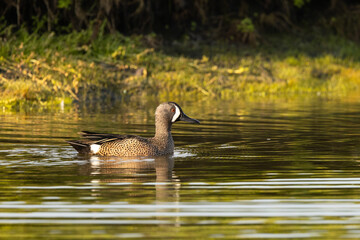 Wall Mural - A blue-winged teal (Anas discors) duck on a pond in the evening on Longboat Key, Florida