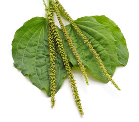 Wall Mural - Green leaf of plantain.