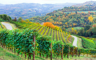 Sticker - scenic autumn vineyards of grapewine in Piedmont - famous wine region of Italy. Italian nature scenery