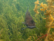 Brown Bullhead Catfish