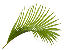 Tropical Green Leaf Of Palm Tree On Transparent Background Png File