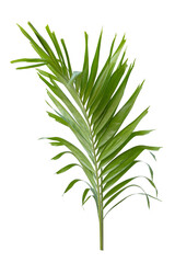  Tropical green leaf of palm tree on transparent background png file