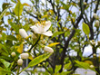 Beautiful white flower of citrus tree.