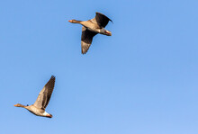 Flying Greylag Goose (anser Anser) 