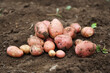 Organic potatoes harvesting