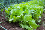 Fototapeta Storczyk - Fresh organic lettuce cultivated in the garden