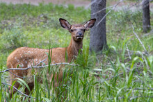 Baby Elk In The Grass
