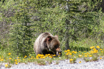 Wall Mural - female grizzly bear standing in field of flowers in front of tree line 