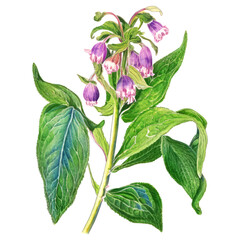 Comfrey plant and flowers isolated on white background. Generative AI illustration in watercolor style