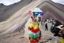 Peru, Cusco, Ruins. Hiking, Mountaineering Montaña 7 Colores, Llama