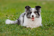 beautiful portrait of a marbled collie on a background of green grass in summer, a healthy lifestyle