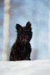 beautiful black dog breed pumi in winter in beautiful light