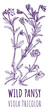 Drawings of Wild Pansy. Hand drawn illustration. Latin name VIOLA TRICOLOR L.
