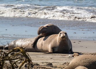 Wall Mural - The Elephant Seals return to Año Nuevo State Beach.